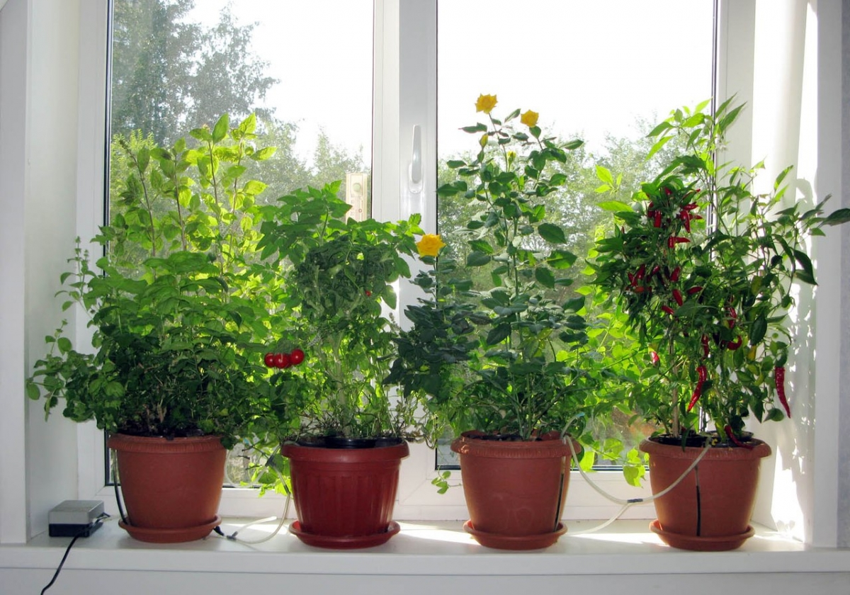 Овощи выращивание в домашних условиях. Перец балконное чудо. Комнатные растения на подоконнике. Огород на подоконнике. Овощи на подоконнике.